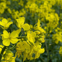 Canola Oils Image